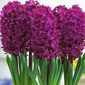 Meet your Posher, Hyacinth